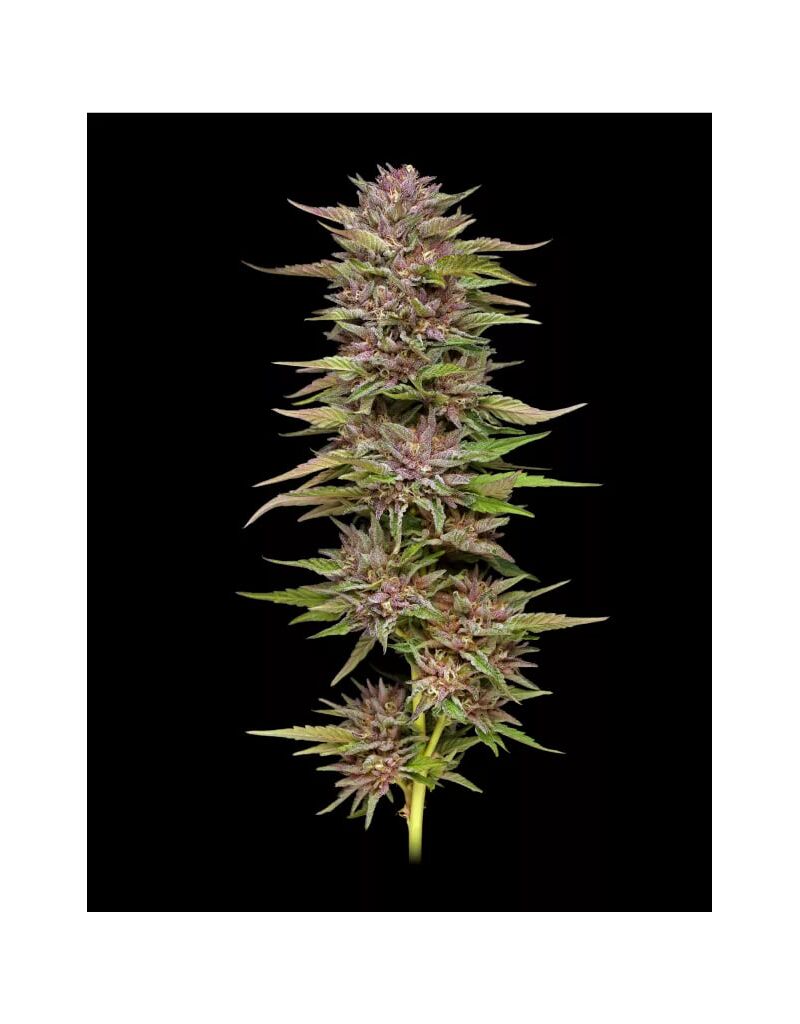 Pineapple Muffin Auto, Фасовка: 3